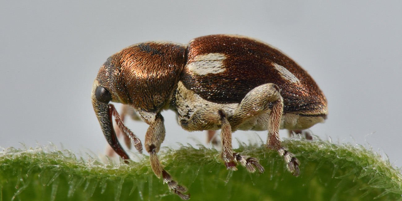 Curculionidae:  Tychius quinquepunctatus? S.